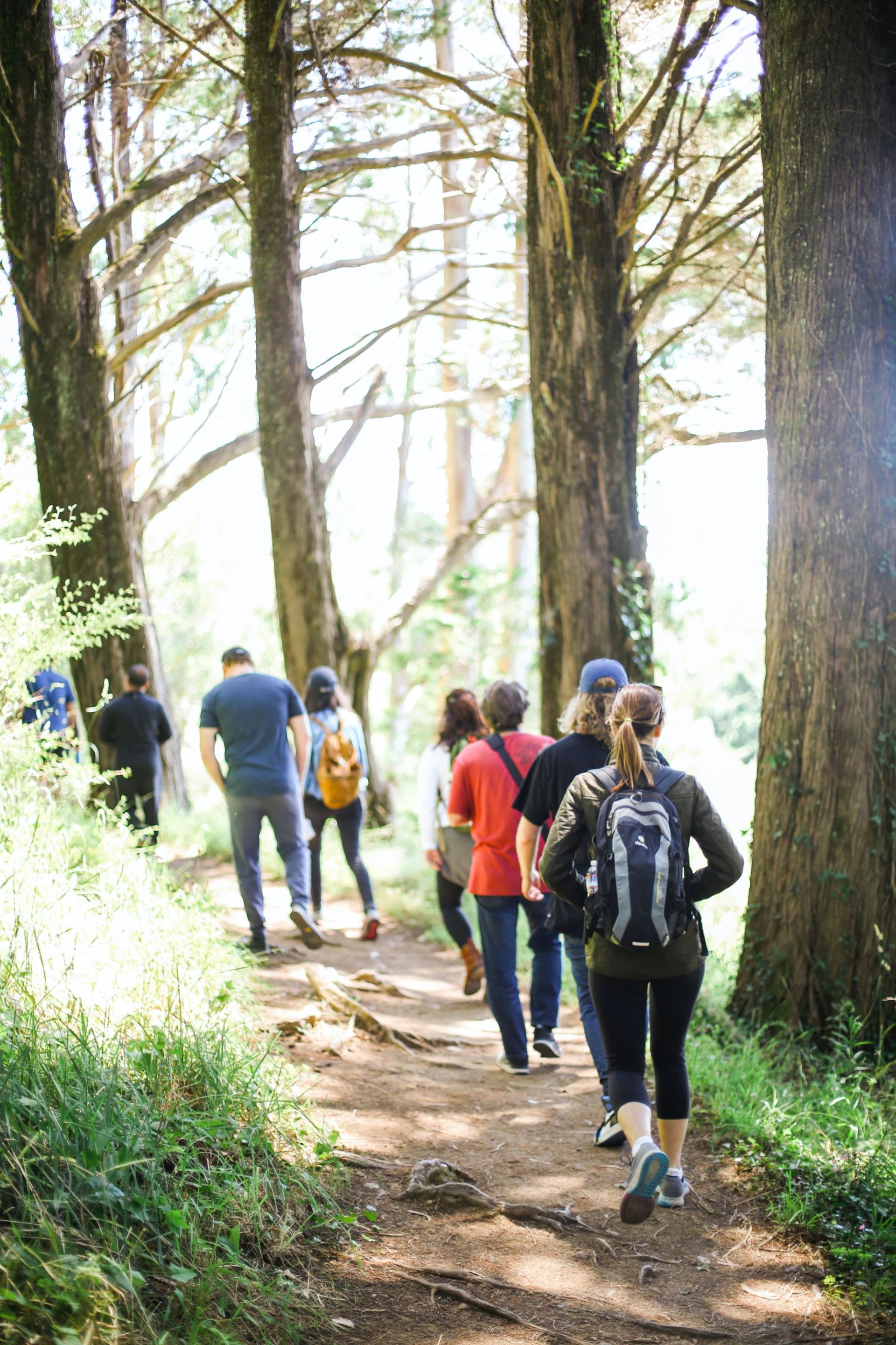 Walkers in a wooded area. Walkers in a wooded area.